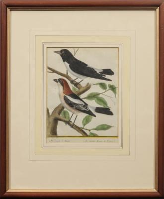 1. Pie-Grieche de Manille
2. Pie-Grieche Rousse de France