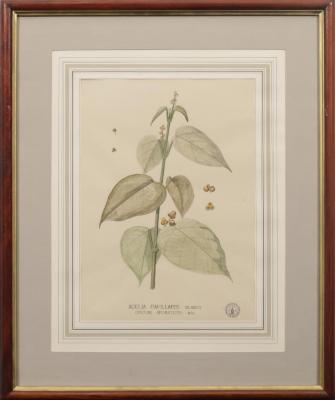 Adelia Papillaris : Blanco
Croton Aromaticus : MIQ.